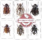 Scientific lot no. 73 Melolonthinae (6 pcs)