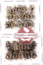 Scientific lot no. 69 Melolonthinae (Apogonia spp.) (25 pcs)