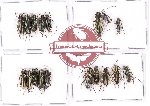Scientific lot no. 82 Cerambycidae (Glenea spp.) (18 pcs A-, A2)