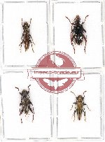 Scientific lot no. 79 Cerambycidae (4 pcs A, A-, A2)