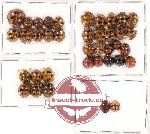 Scientific lot no. 62 Coccinelidae (38 pcs)