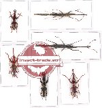 Scientific lot no. 51 Brenthidae (6 pcs)