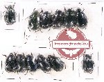 Scientific lot no. 146 Rutelinae (12 pcs A, A-, A2)