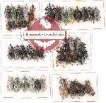 Scientific lot no. 316 Curculionidae (43 pcs)