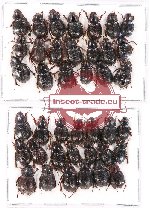 Hybosorinae sc. lot no. 67 (40 pcs A-, A2)