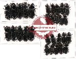 Scientific lot no. 70 Passalidae (30 pcs)