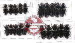 Scientific lot no. 73 Passalidae (20 pcs)