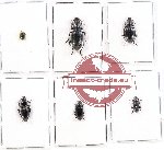 Scientific lot no. 189 Tenebrionidae (6 pcs)