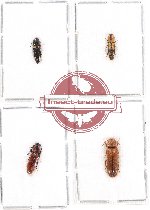 Scientific lot no. 100 Elateridae (4 pcs)