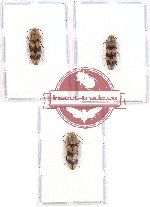 Scientific lot no. 89A Elateridae (3 pcs A2)