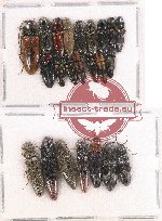 Scientific lot no. 107 Elateridae (23 pcs)