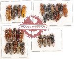 Scientific lot no. 94 Elateridae (34 pcs)