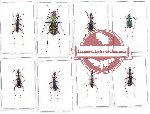 Scientific lot no. 31 Cicindelidae (8 pcs)