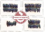 Scientific lot no. 60 Buprestidae (Coomaniella) (61 pcs)