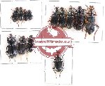 Scientific lot no. 284 Carabidae (13 pcs)