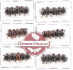 Scientific lot no. 384 Coprophaga (Onthophagini) (30 pcs)