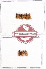 Scientific lot no. 394 Coprophaga (Aphodiini) (10 pcs)