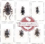 Scientific lot no. 191 Tenebrionidae (6 pcs)