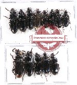 Scientific lot no. 278 Carabidae (13 pcs A-, A2)