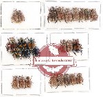 Scientific lot no. 175 Rutelinae (26 pcs)