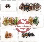 Scientific lot no. 171 Rutelinae (18 pcs)