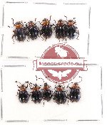 Scientific lot no. 23 Endomychidae (10 pcs)