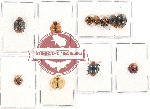 Scientific lot no. 66 Coccinelidae (11 pcs)