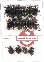 Scientific lot no. 197 Tenebrionidae (16 pcs)