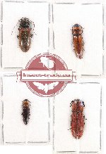 Scientific lot no. 99 Elateridae (4 pcs)