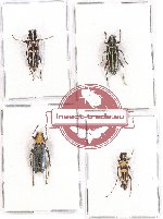 Scientific lot no. 80 Cerambycidae (Glenea) (4 pcs A, A-, A2)