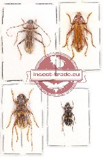 Scientific lot no. 77 Cerambycidae (4 pcs - 2 pcs A2)
