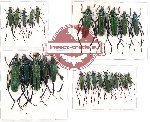 Scientific lot no. 102 Cerambycidae (Callichromatini) (25 pcs)