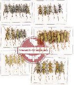 Scientific lot no. 85A Cerambycidae (Clytini) (37 pcs - 20 pcs A-, A2)