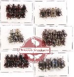 Scientific lot no. 67 Melolonthinae (Apogonia spp.) (41 pcs A, A-, A2)