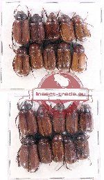 Scientific lot no. 71 Melolonthinae (20 pcs - 10 pcs A2)