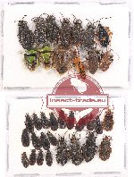 Scientific lot no. 377 Heteroptera (35 pcs - 13 pcs A2)
