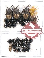 Scientific lot no. 380 Heteroptera (Pentatomidae) (32 pcs)