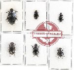 Scientific lot no. 190 Tenebrionidae (6 pcs)