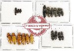 Scientific lot no. 92 Elateridae (19 pcs)