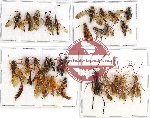 Scientific lot no. 233 Hymenoptera (Braconidae) (28 pcs)