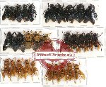 Scientific lot no. 169 Hymenoptera (30 pcs A, A-, A2)