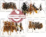 Scientific lot no. 171 Hymenoptera (19 pcs A, A-, A2)