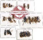 Scientific lot no. 158 Hymenoptera (25 pcs)