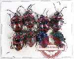 Scientific lot no. 359 Heteroptera (Scutellarinae) (8 pcs)