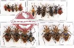 Scientific lot no. 431 Heteroptera (18 pcs A, A-, A2)