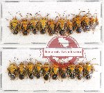 Scientific lot no. 361 Heteroptera (Pentatomidae) (20 pcs)