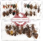 Scientific lot no. 440 Heteroptera (33 pcs A, A-, A2)