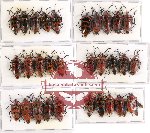 Scientific lot no. 379 Heteroptera (Canthao spp.) (30 pcs A, A-, A2)