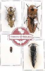 Scientific lot no. 86 Elateridae (4 pcs - 1 pc A2)