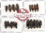 Scientific lot no. 84 Elateridae (18 pcs - 5 pcs A2)